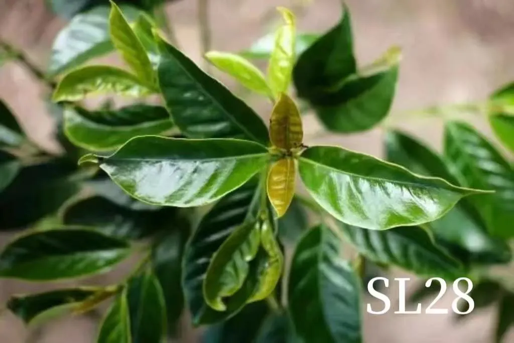 sl28咖啡树