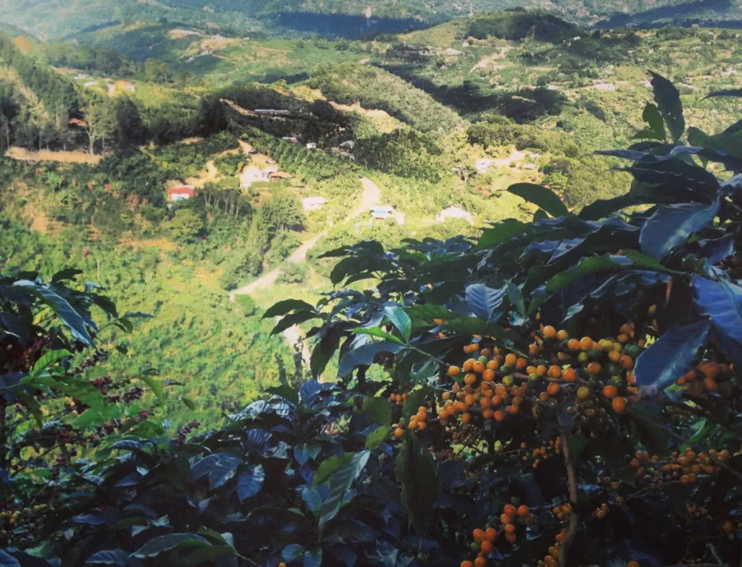 哥斯达黎加咖啡豆｜塔拉珠产区入门精选系列水洗咖啡豆介绍- ANTAICOFFEE广州安泰咖啡食品有限公司