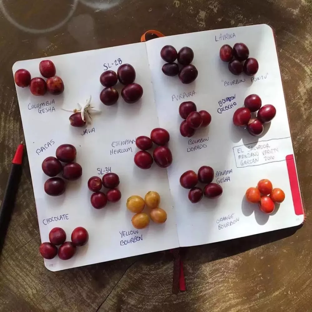 巴拿马瑰夏和花魁是什么关系？阿拉比卡种的铁皮卡和波旁有什么区别？