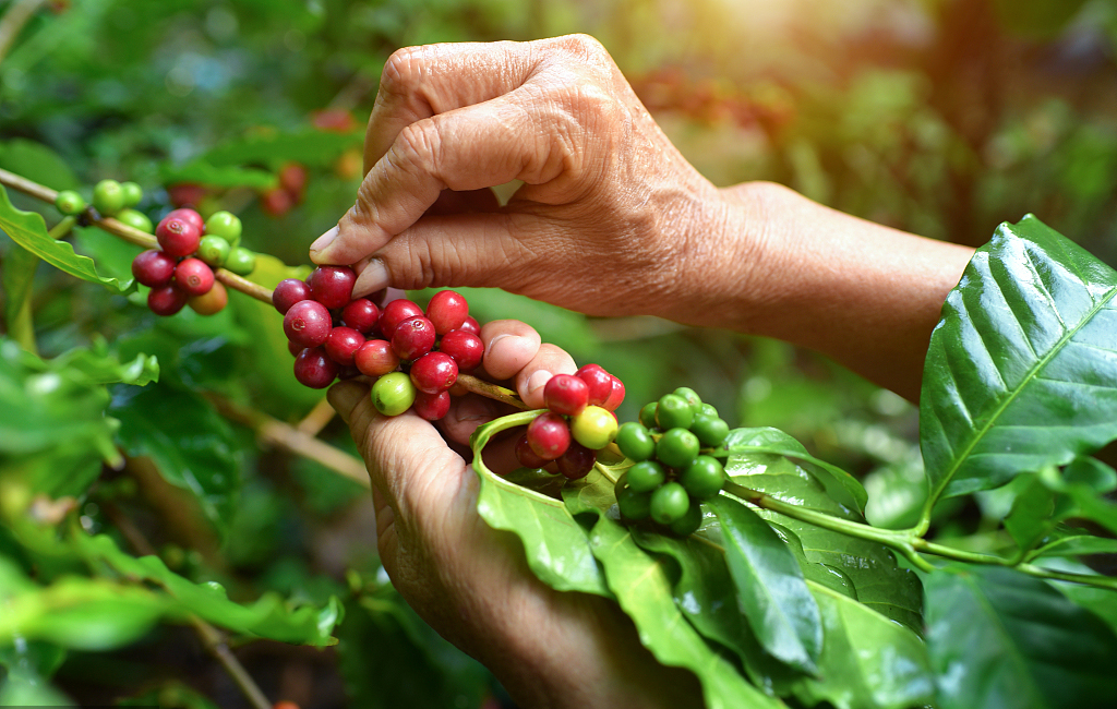 咖啡浆果